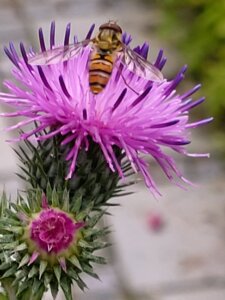 bi i tidselblomst, en god nektarplante 